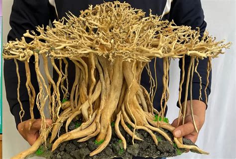 Bonsai Driftwood A Natural Alternative To Artificial Aquarium D Cor