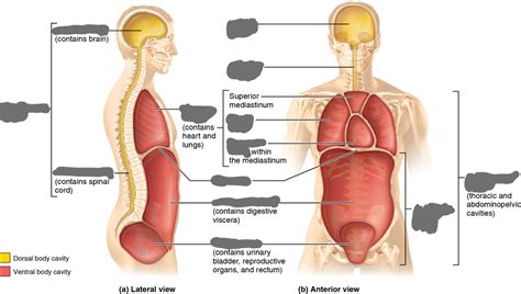 Major Body Cavities Diagram Quizlet