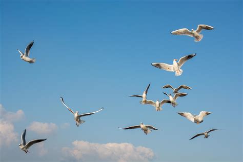 Seagulls Flying In Sky Seagulls Are Flying In Sky As Background