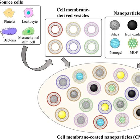 A Schematic Of Preparing M Macrophage Membrane Coated Nanoparticles