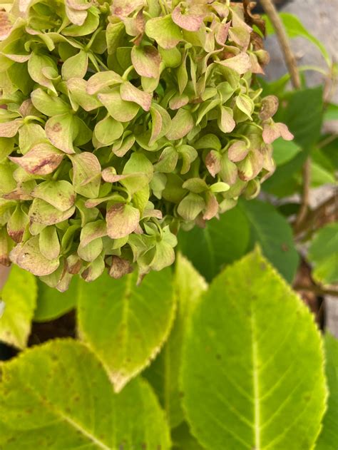 Pistachio Hydrangea – Toms Creek Farm & Nursery