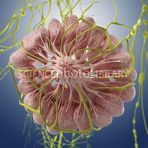 Breast Anatomy Artwork Medical Science Medical School Mammary Gland Medical Anatomy Science