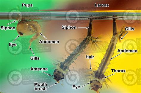 Culex pipiens. Common house mosquito. Larva and Pupa - Development of ...