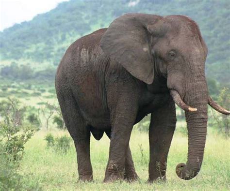 African Elephant Facts, Profile, Traits, Habitat, Tusk, Behavior ...