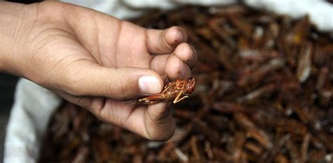 Food Industry News: LOCUSTS ON THE MENU AS EU APPROVES THEM FOR HUMAN CONSUMPTION