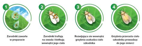 Ochrona Warzyw Kapustnych Przed M Czlikiem Warzywnym Biologiczne