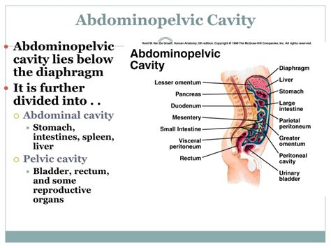 Abdominal Cavity And Organs