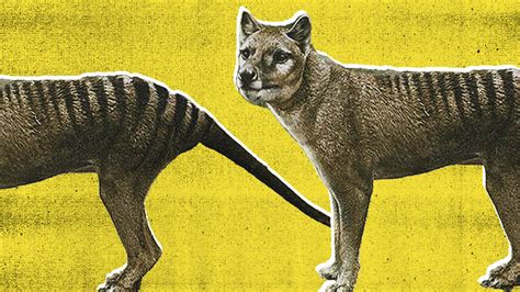 Mystery Of The Last Missing Tasmanian Tiger Solved The Australian