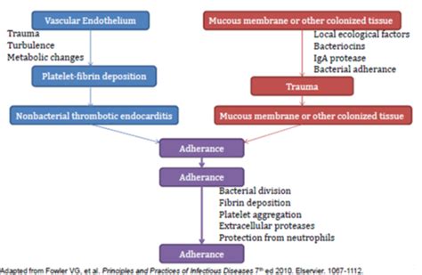 Infective Endocarditis Flashcards Quizlet