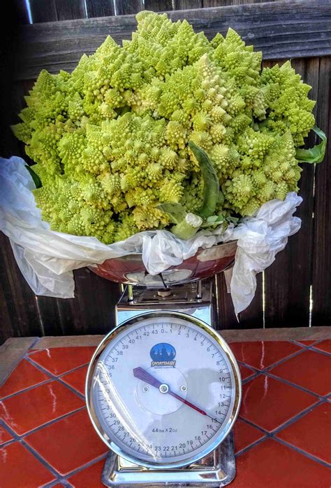 How To Lower Soil Ph With Sulfur at Brooke Way blog
