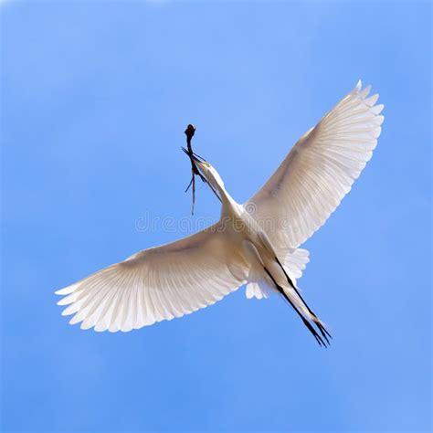 10,272 Heron Flying White Stock Photos - Free & Royalty-Free Stock ...