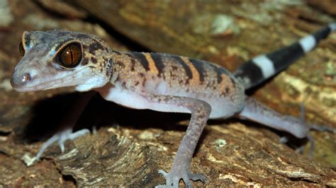 Steckbrief Gecko Wissen Swr Kindernetz