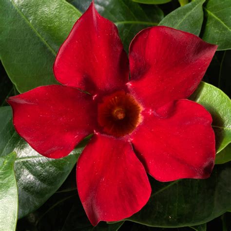 Your Best Dipladenia Plant Care Guide