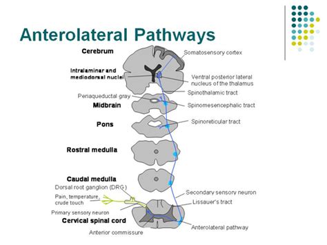 Anterolateral Spinothalamic Tracts Pain And Temperature Neuro