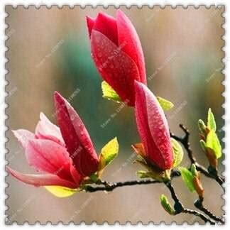 100pcs Magnolia Tree Seeds OutletTrends.com Free Shipping Up to 70% OFF