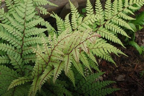 Athyrium otophorum var. okanum – Ballyrobert Gardens