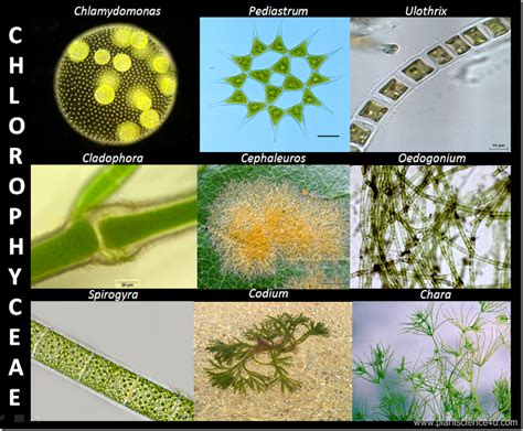 Example of Green algae (Chlorophyceae)