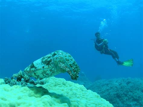 Banco De Imagens Mar Oceano Lazer Mergulho Embaixo Da Agua Alto