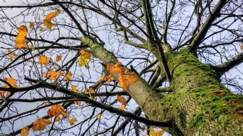 Árboles de hoja caduca Características y lista de ejemplos