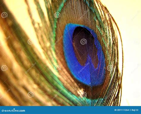 Cierre Detallado De La Colorida Pluma De Pavo Real Foto De Archivo