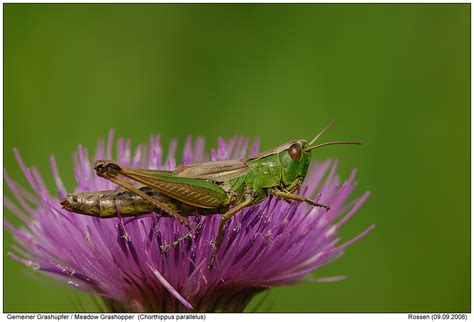 Gemeiner Grash Pfer Foto Naturfotografie Digital Fotos Gemeiner