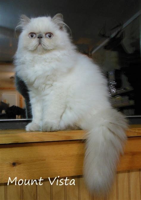 Lilac Point Himalayan Cat