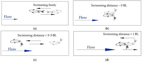 A Classification Method for Fish Swimming Behaviors under Incremental