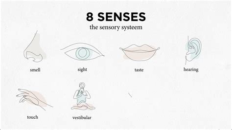 Sensory System Our 8 Senses Next To Obvious Five Vestibular