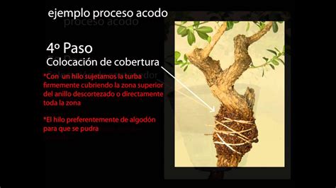 Como Hacer Un Acodo Para Bonsai Youtube