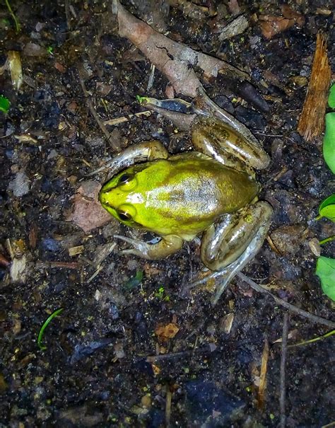 Paradoxical Swimming Frog From Monter A C Rdoba Colombia On June