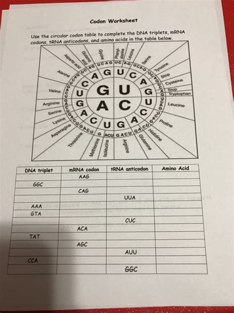 ️Codon Chart Worksheet Free Download| Goodimg.co