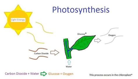 Photosynthesis And Cellular Respiration At The Atomic Level Lesson