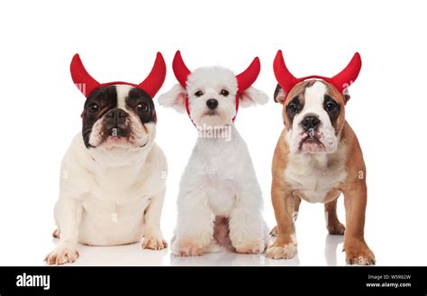 Three Cute Devil Dogs Of Different Breeds Wearing Red Horns Standing