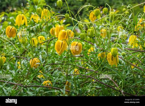 Yellow Bell Flowers Of The Hardy Climber Clematis Tangutica Lambton