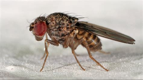 Anatomy Of A Fruit Fly