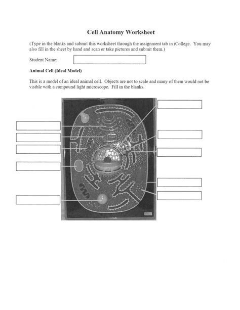 Anatomy Cell Worksheet Explore Cellular Structures And Functions