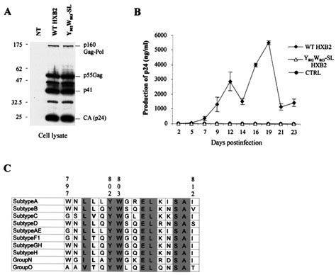 Replication In Jurkat T Cells Of Wt And Y W Sl Mutant Hiv