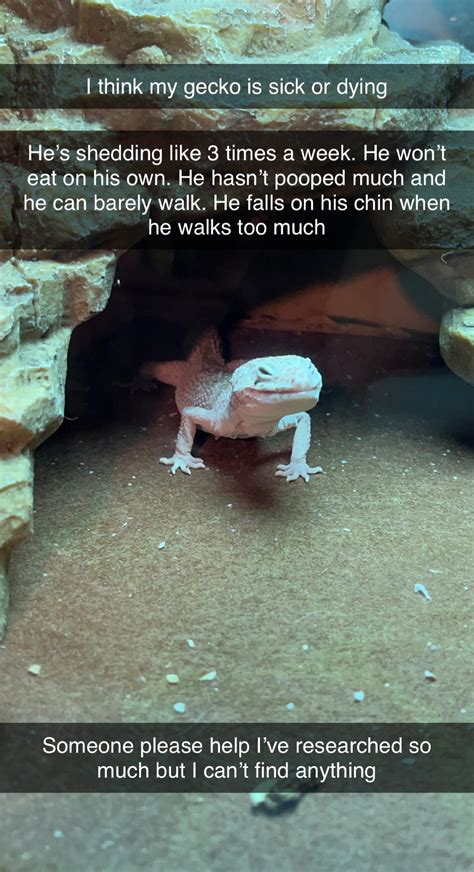why is gecko sick cheap 1