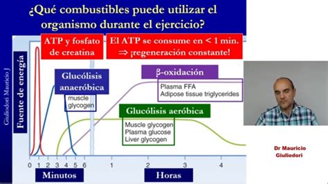 O Que Metabolismo Aer Bico