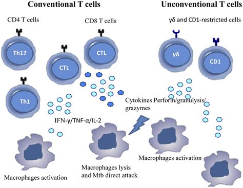 Frontiers Functional Signatures Of Human Cd4 And Cd8 T Cell Responses