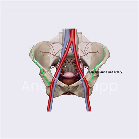 Deep circumflex iliac artery (female pelvis) | Media Library | Anatomy ...