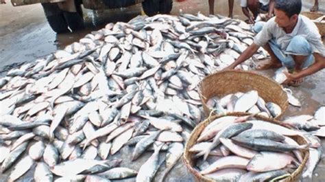 Hilsa Price High In Peak Season Bangladesh Post