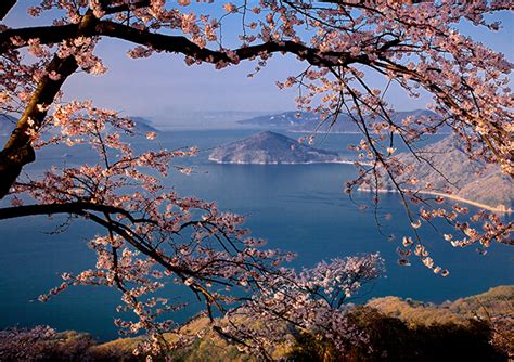 瀬戸内を望む山に広がる幻想的な桜景色「紫雲出山」 Tabizine～人生に旅心を～