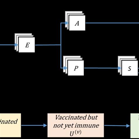 Figure S1 Schematic Illustration Of The Model Structure A Overall