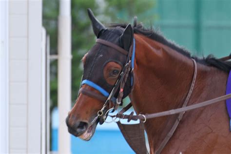 凱旋門賞4着スルーセブンシーズは有馬記念へ東スポ競馬 Goo ニュース