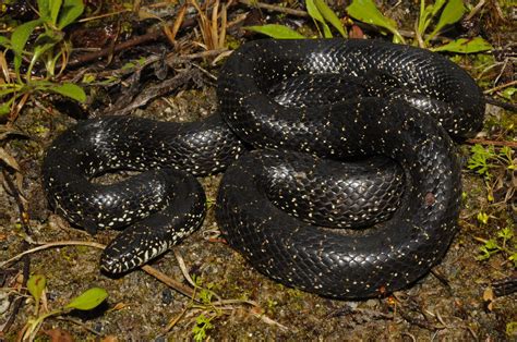 Black Kingsnake – Reptiles and Amphibians of Mississippi