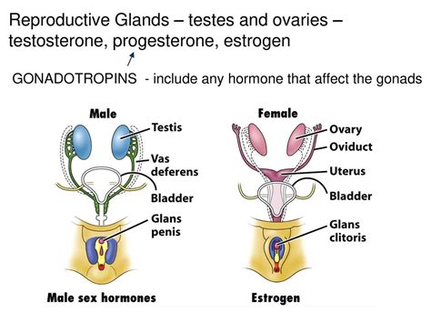 The Endocrine System Ppt Download