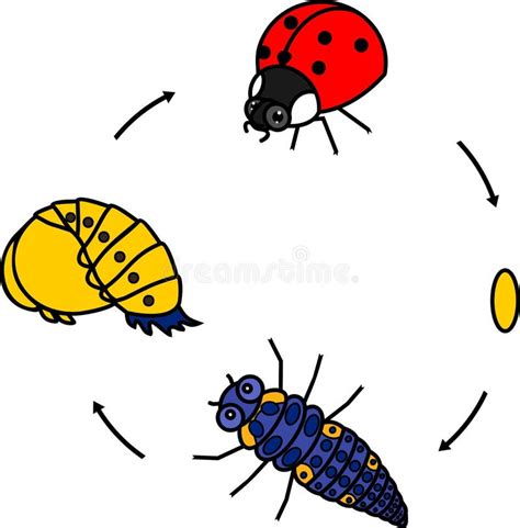 Ciclo De Vida De La Mariquita Etapas Del Desarrollo De La Mariquita Del Huevo Al Insecto Adulto