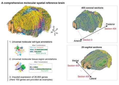 Brain Spatial Atlas