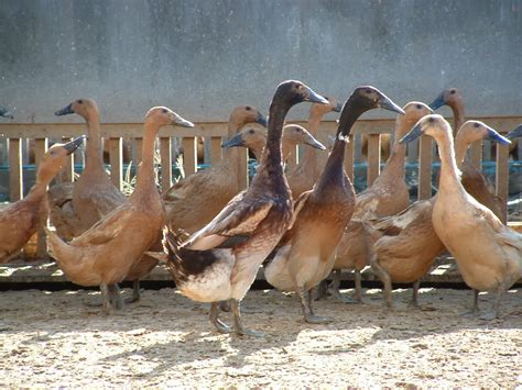 Mengenal Jenis Jenis Bebekitik Petelur Unggulan Mulai Dari Ciri Dan